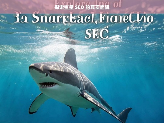 探索鲨皇 SEO 的真实面貌，探索鲨皇 SEO 真面目