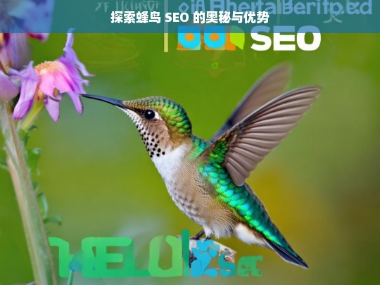 探索蜂鸟 SEO 的奥秘与优势，蜂鸟 SEO 的奥秘与优势探索