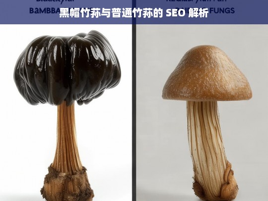 黑帽竹荪与普通竹荪的 SEO 解析，黑帽竹荪与普通竹荪的 SEO 分析