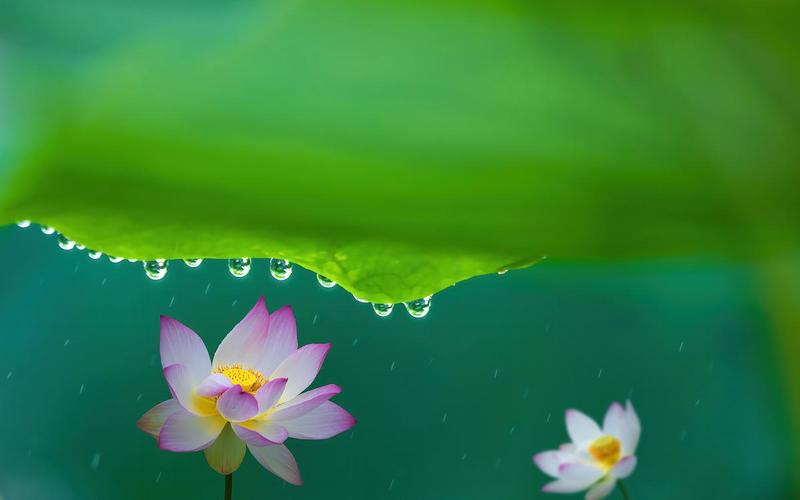 老人船上弄雨荷：一场心灵与自然的对话